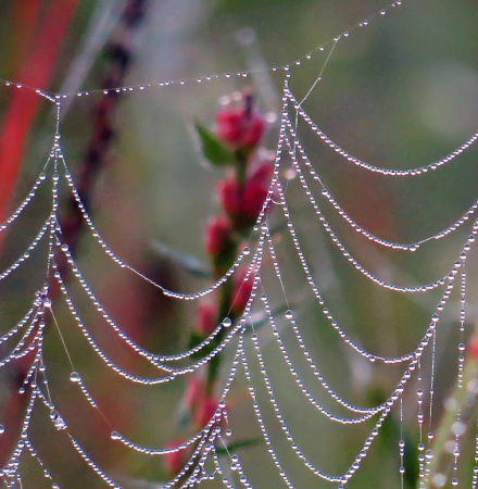 Webs And Wildflowers