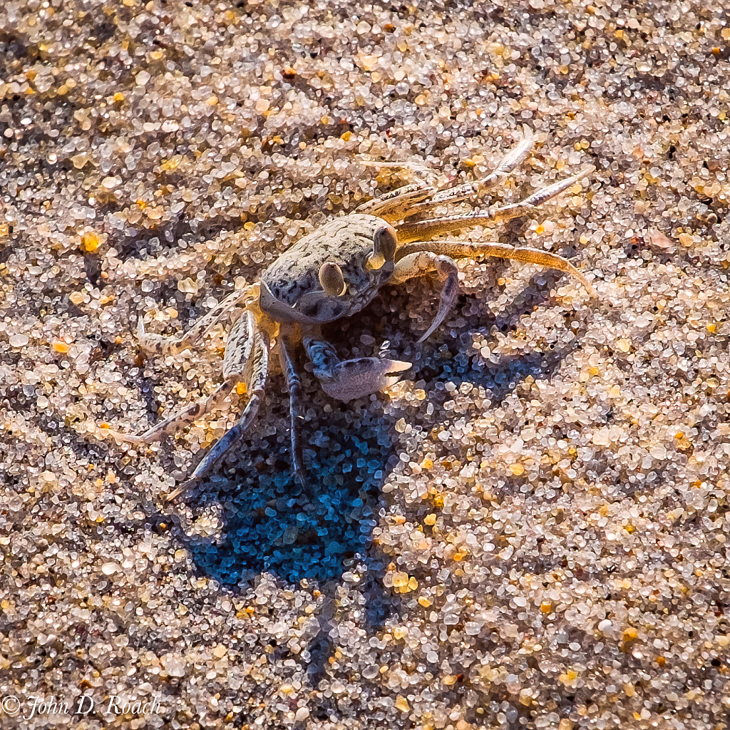 Little Sand Crab - ID: 16060287 © John D. Roach