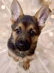 The New Puppy 