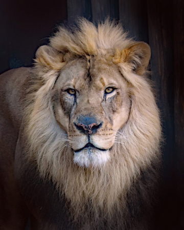 lion in color 