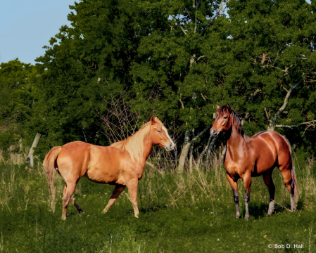 Horses Of A Different Color