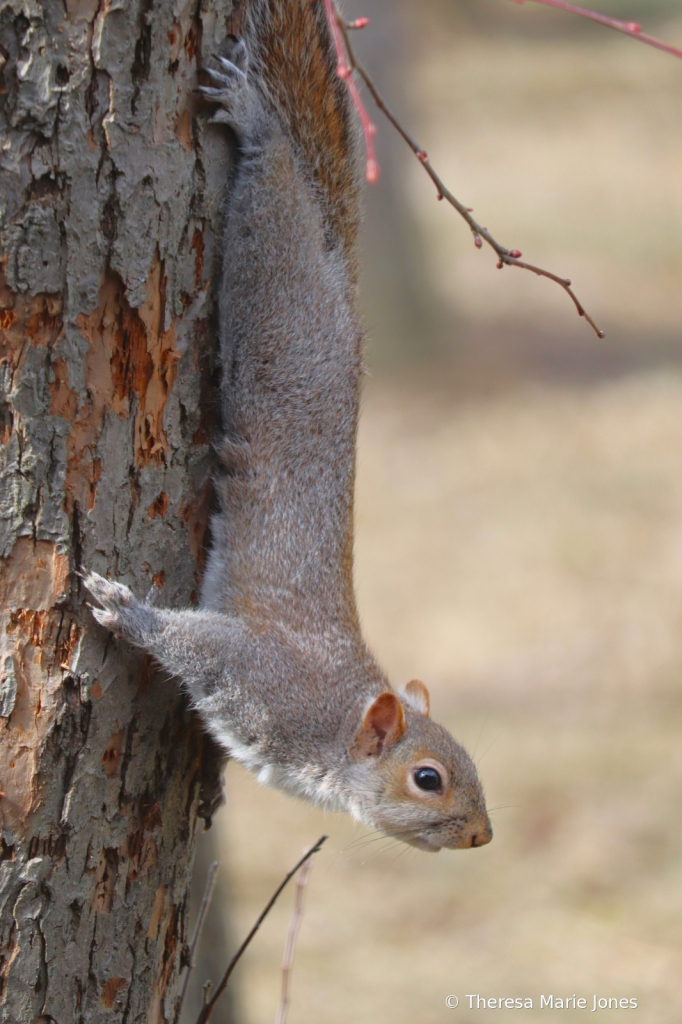 Squirrel - ID: 16060279 © Theresa Marie Jones