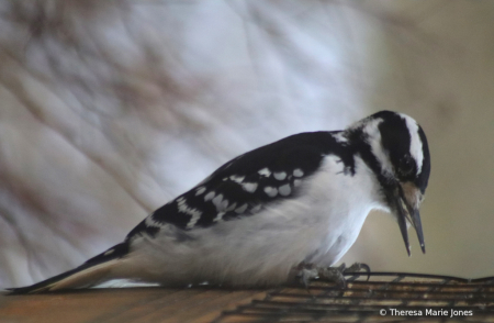 Female Woodpecker Eating
