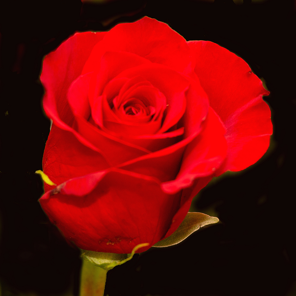 One Single Rose