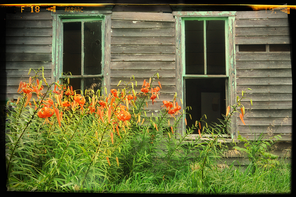 Turk’s Cap Lily 