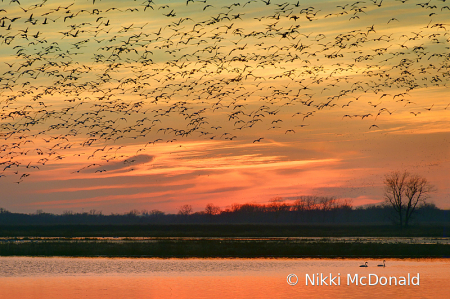 Swans and Snow Geese at Sunset