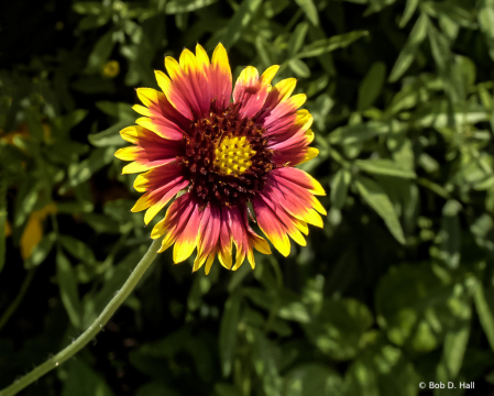 Indian Blanket