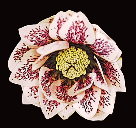 Helleborus moku hanga style