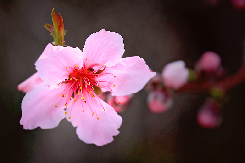 Beginning Peach