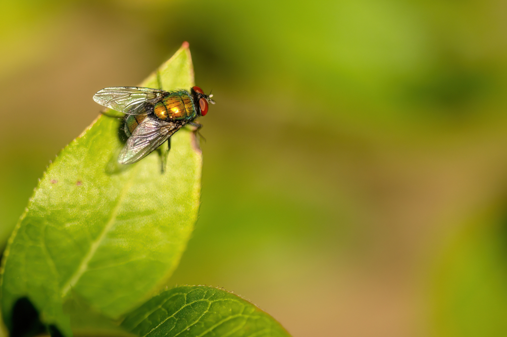 Fly on a Leaf