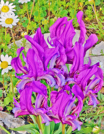 Field Irises.