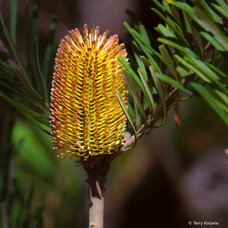 Santa Cruz Botanical Garden