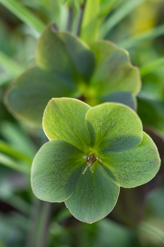 A Green Pair