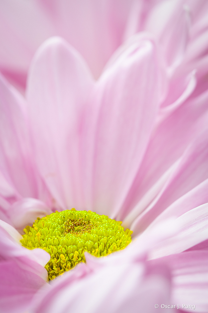 Pink Aster