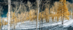 Snowy forest