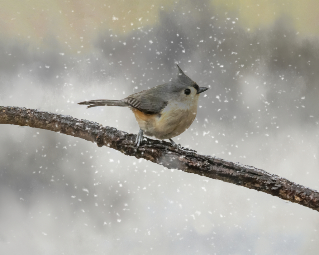 Titmouse In Winter