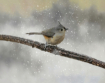 Titmouse In Winte...