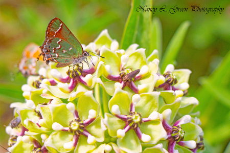 Milkweed Flower