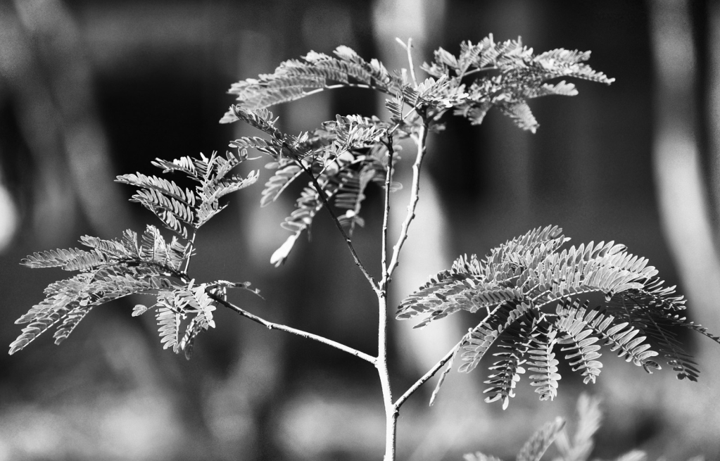 NATURE IN B&W