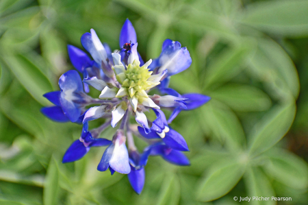smiling down at the first bluebonnet.....