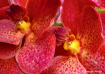 Red & Yellow Orch...
