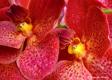 Red & Yellow Orchids