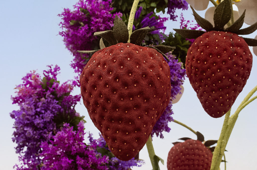 Strawberry Season - ID: 16060455 © Kelley J. Heffelfinger