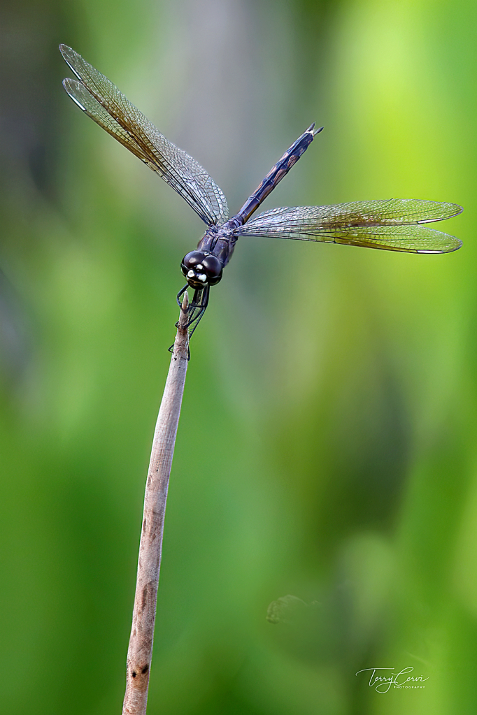 Green Cay Dragon