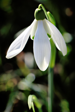 Snowdrop