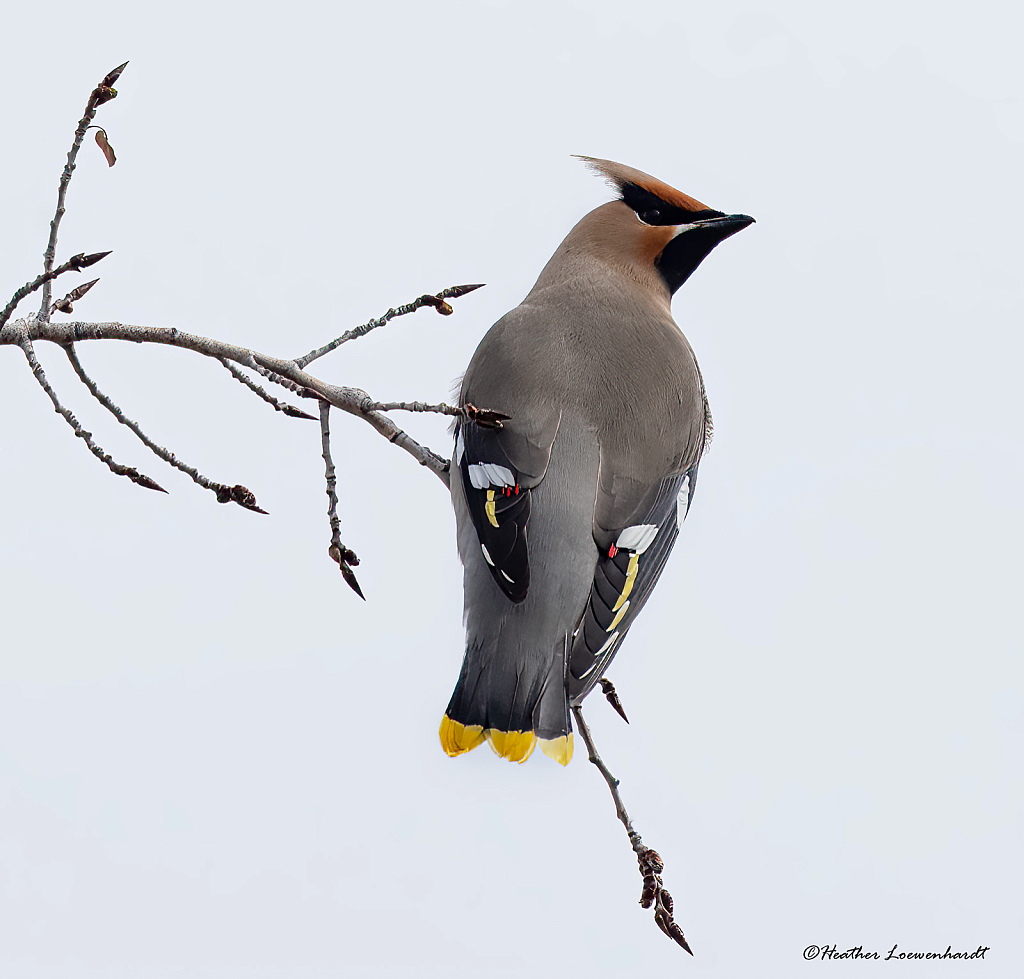 Bohemian Waxwing