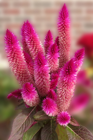 Fuzzy Flowers