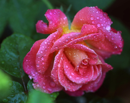 Dewdrops On Rose
