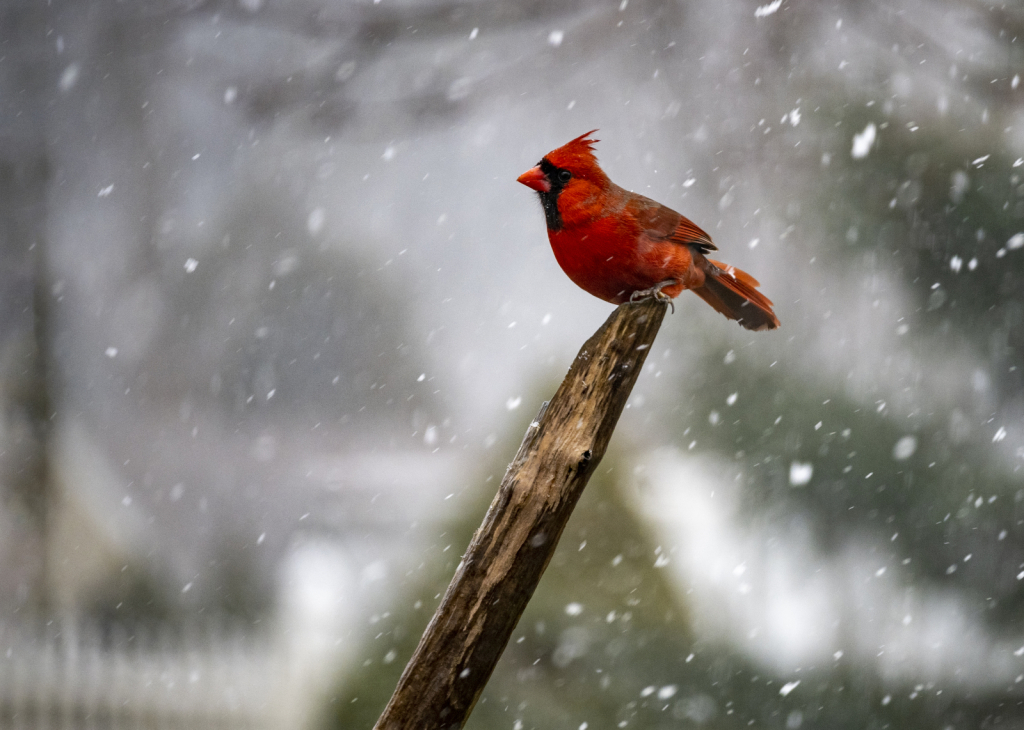 Red Bird In Winter