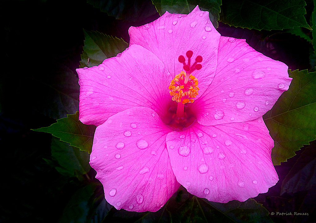 Pink On Green