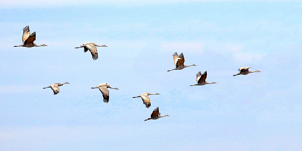 Flight from the Sand Hills