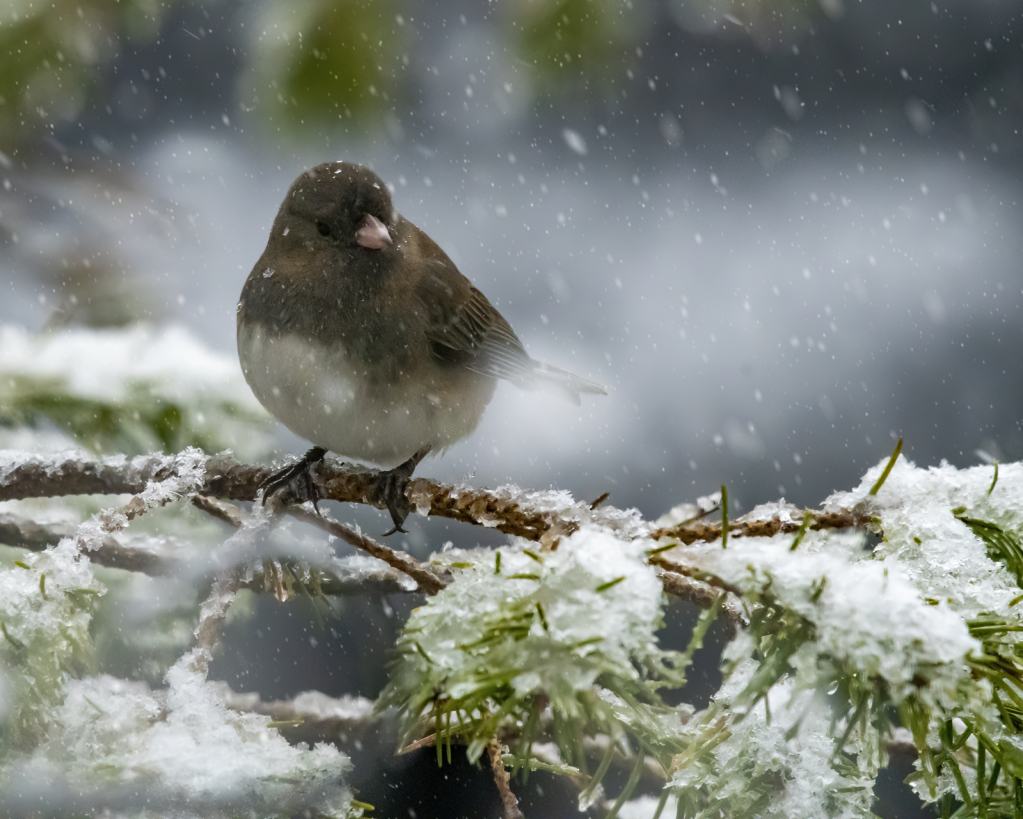 Snow Bird