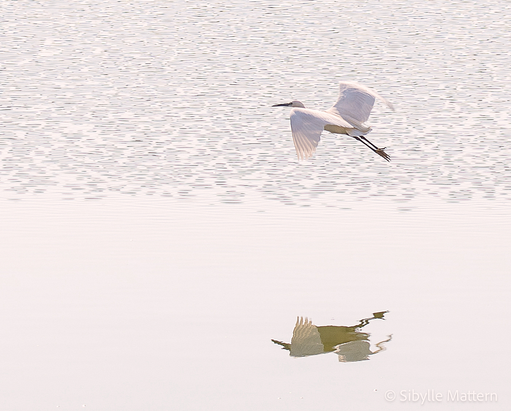 Egret on the Secret Pond, Karnak - ID: 16060561 © Sibylle G. Mattern