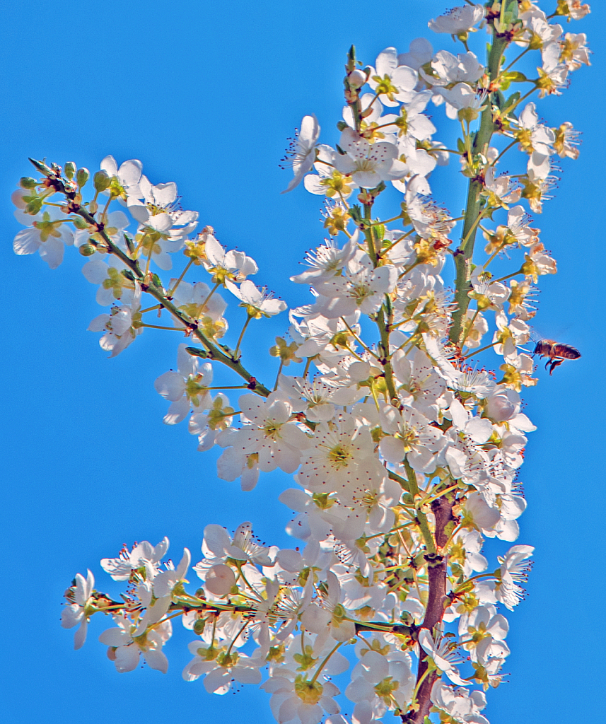 Spring Smelling.