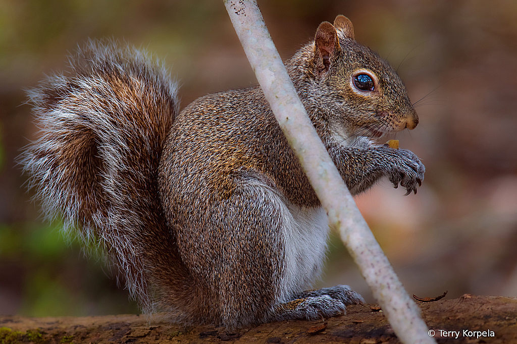 Squirrel at Sycamore Shoals Tennessee - ID: 16060617 © Terry Korpela