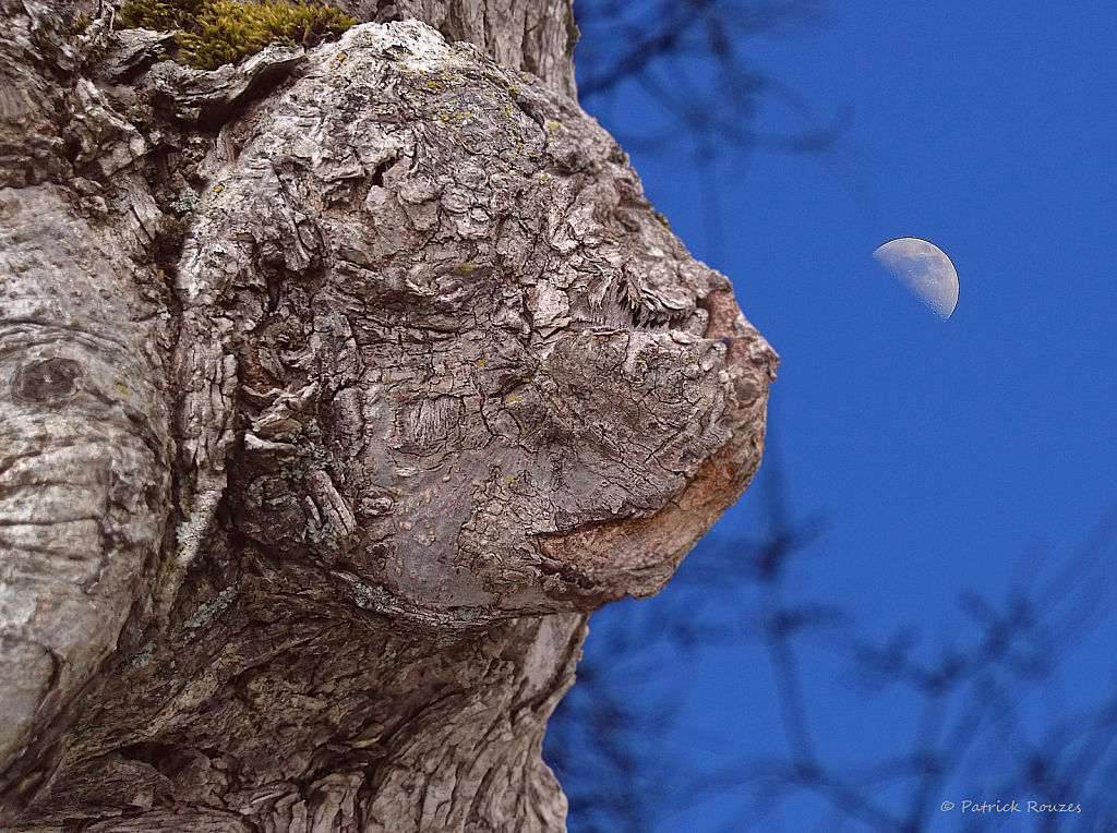 Scowl At The Moon