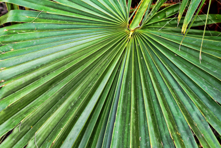 DIAGONAL LINES