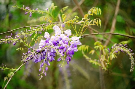 Wild Wisteria