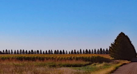Line Of Pine