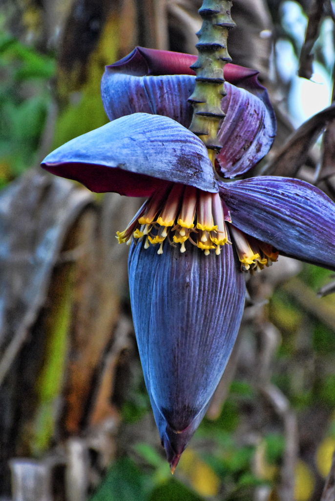 A BANANA FLOWER