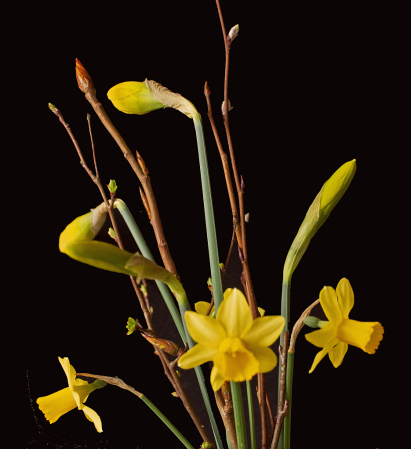 Daffodils