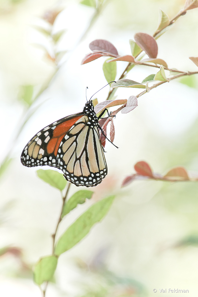 Madam Butterfly