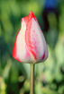 Tulips Arising 