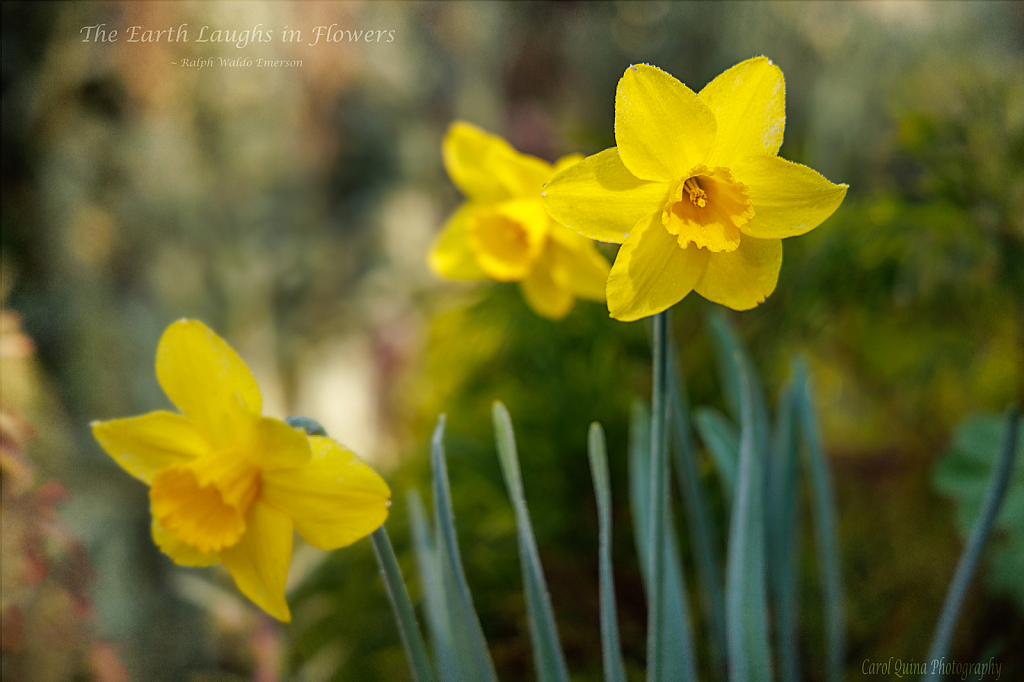 The Earth Laughs in Flowers