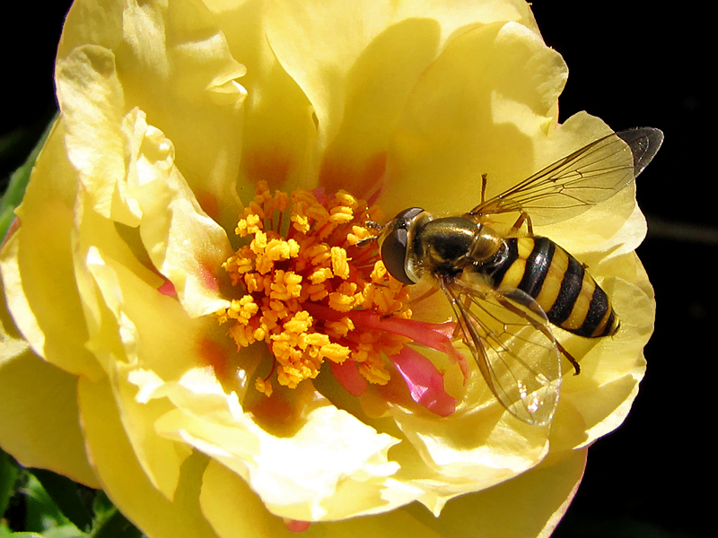 Pollen Gathering