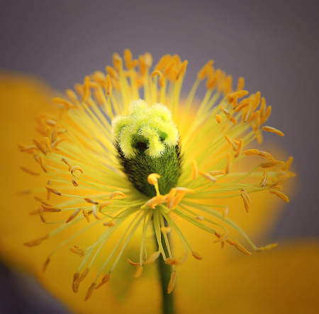 Poppy Firework